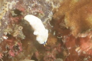 オトメウミウシ