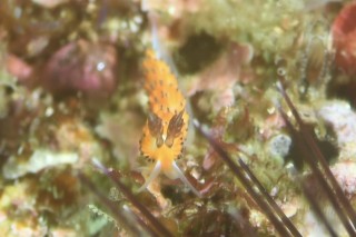 ミノウミウシ(名前が？)です