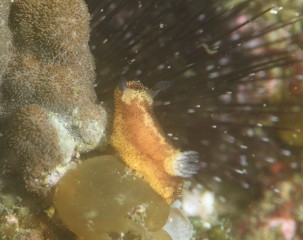 ゴマフビロウドウミウシ