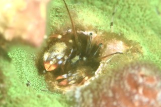 カンザシヤドカリ