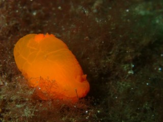 キンセンウミウシ