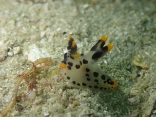 チビちゃんツノザヤウミウシ