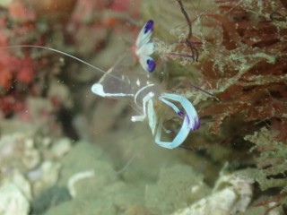 オドリカクレエビ