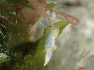 ミツイラメリウミウシ