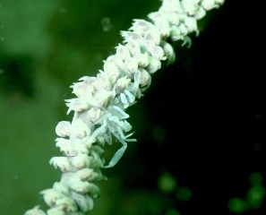 ムチカラマツエビ