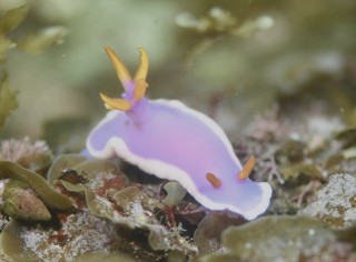 カグヤヒメウミウシ