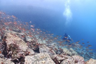 クロホシキシモチ