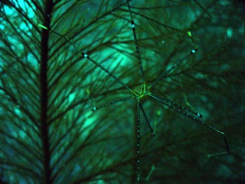 オルトマンワラエビ