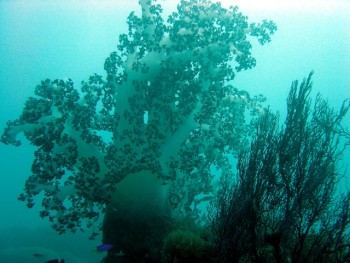 ソフトコーラル