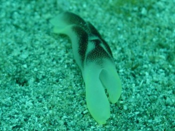 コナユキツバメガイ