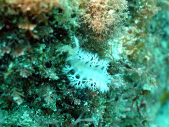 音無瀬／サザエ