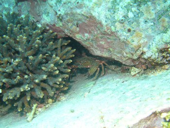 音無瀬／サザエ