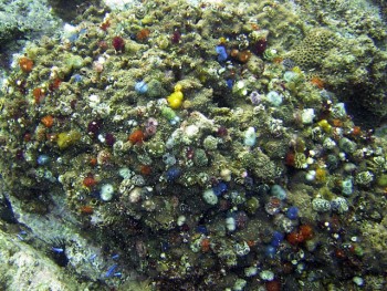 音無瀬／サザエ