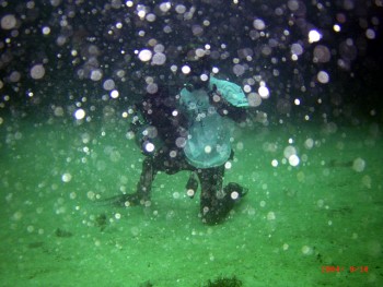 音無瀬／サザエ