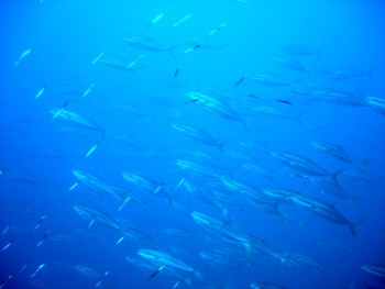 ドンタク／キビナゴ瀬／道土井