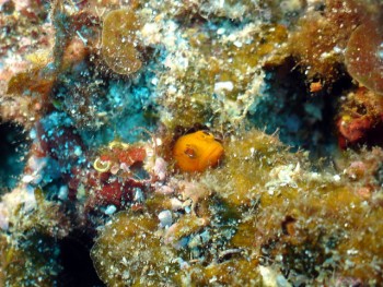 ドンタク／キビナゴ瀬／道土井