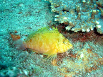 ドンタク／キビナゴ瀬／道土井