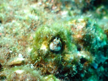 ドンタク／キビナゴ瀬／道土井