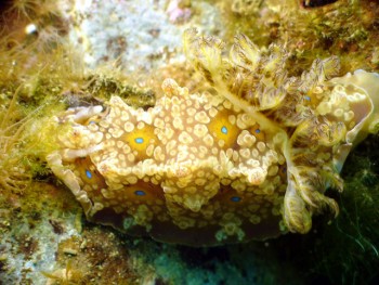 ドンタク／キビナゴ瀬／道土井