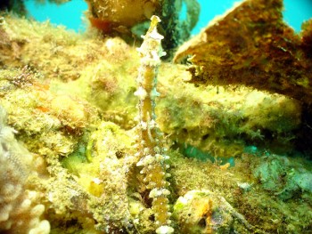 ドンタク／キビナゴ瀬／道土井