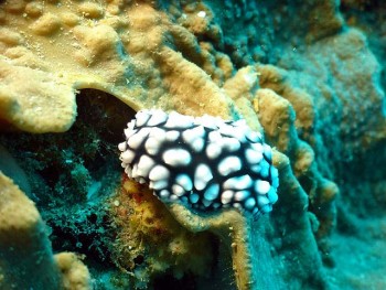 ドンタク／キビナゴ瀬／道土井