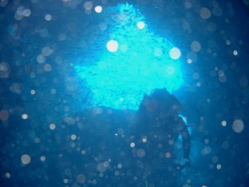 壷ヶ瀬／キビナゴ瀬