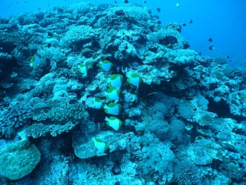 与那国　アンカー