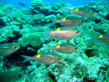 与那国　アンカー