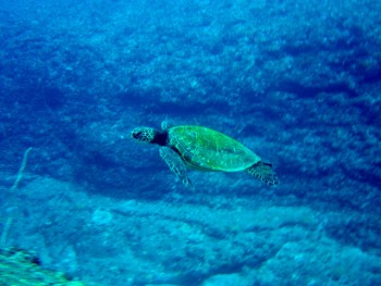 与那国　アンカー