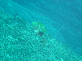 与那国　アンカー