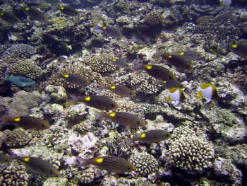 与那国　アンカー