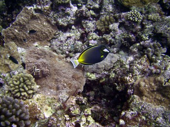 与那国　アンカー