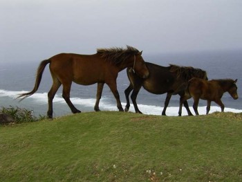 与那国　観光　飲み歩き