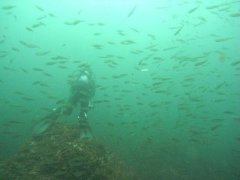 ログ日記 五島ダイビングセンター ナイスばでぃー