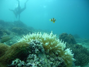 ログ日記 五島ダイビングセンター ナイスばでぃー