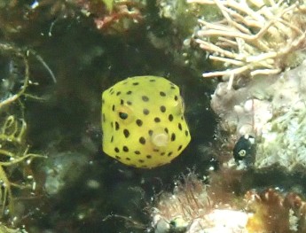 ミナミハコフグの幼魚