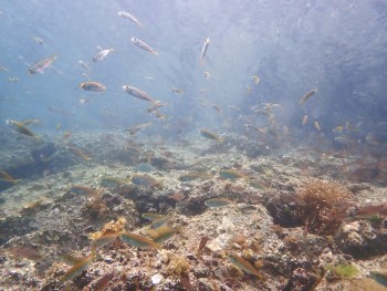 ちっちゃなアジ達