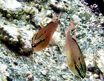 クロホシイシモチのカップル