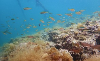 浅瀬の小さな魚たち